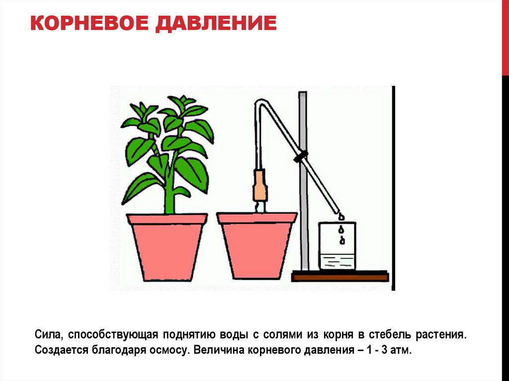 У какого растения сильнее проявляется корневое давление